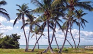 120-1KeyWestPalms.jpg