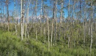 120-2Aspens.jpg