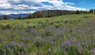 120-2LupinMeadow.jpg