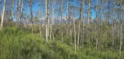 144-2Aspens.jpg