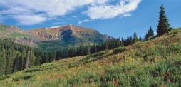144-2ColoradoWildflowers.jpg