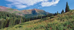 180-2ColoradoWildflowers.jpg