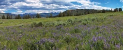 180-2LupinMeadow.jpg