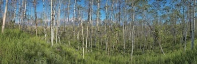 216-2Aspens.jpg