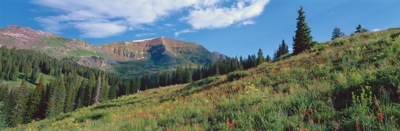 216-2ColoradoWildflowers.jpg