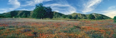 216-2FieldoFlowers.jpg