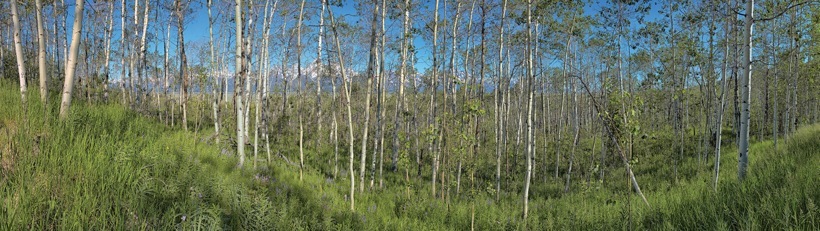 252-2Aspens.jpg