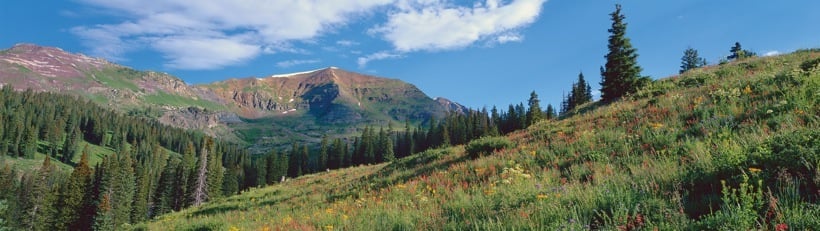 252-2ColoradoWildflowers.jpg