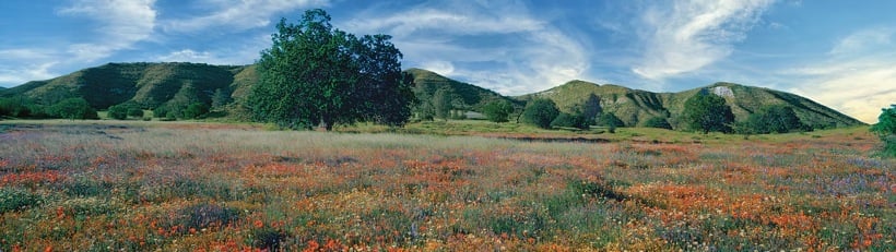 252-2FieldoFlowers.jpg