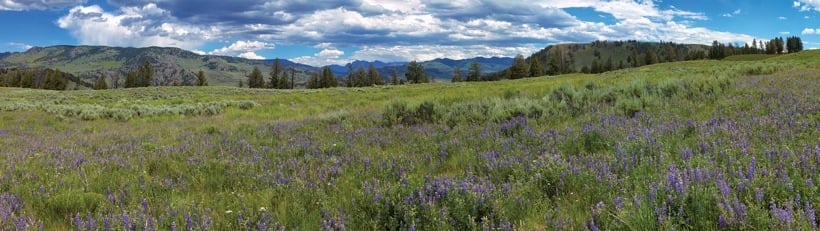 252-2LupinMeadow.jpg