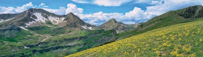 252-2RockyMtnGlacierLillies.jpg