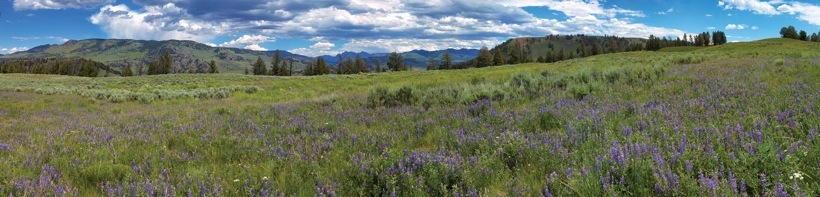 288-2LupinMeadow.jpg