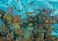 95-1Aquarium.jpg