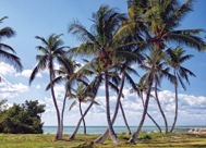 95-1KeyWestPalms.jpg