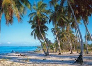 95-1PalmGrove.jpg