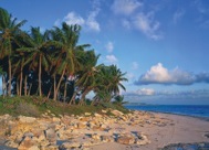 95-1SwayingPalms.jpg