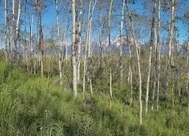 95-2Aspens.jpg
