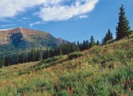 95-2ColoradoWildflowers.jpg