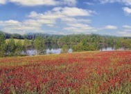 95-2CowpensLake.jpg